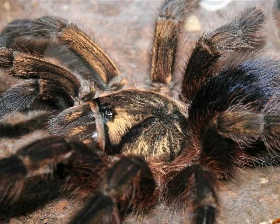 Cuban-Bronze-Tarantula-Phormictopus-auratus-Spider