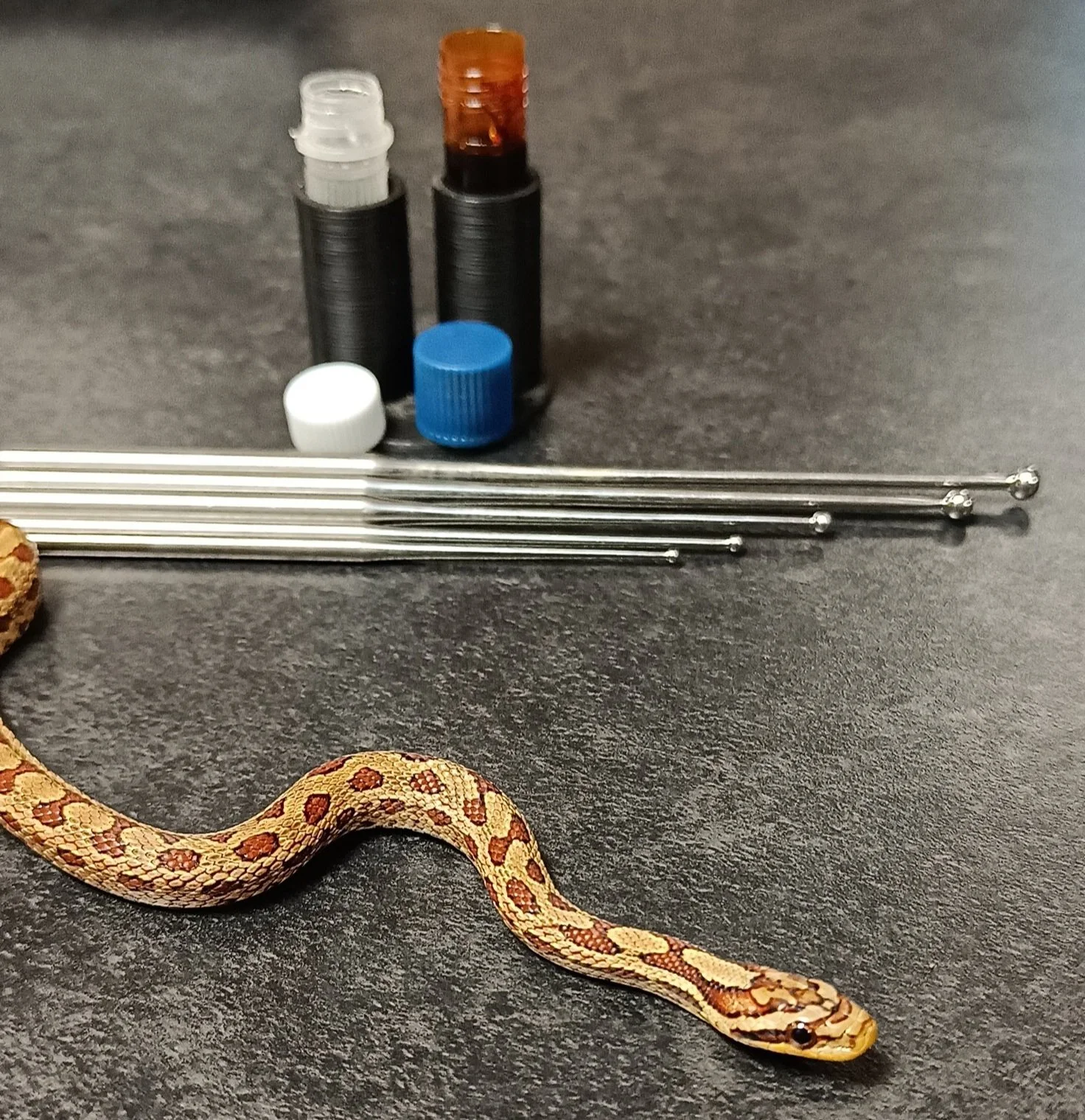 Snake-sexing-probing