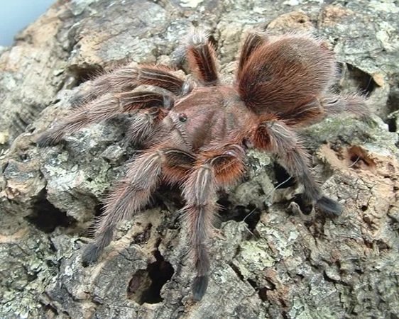 Chile-Rose-Chilean-Grammostola-rosea-Tarantula-Invertebrate