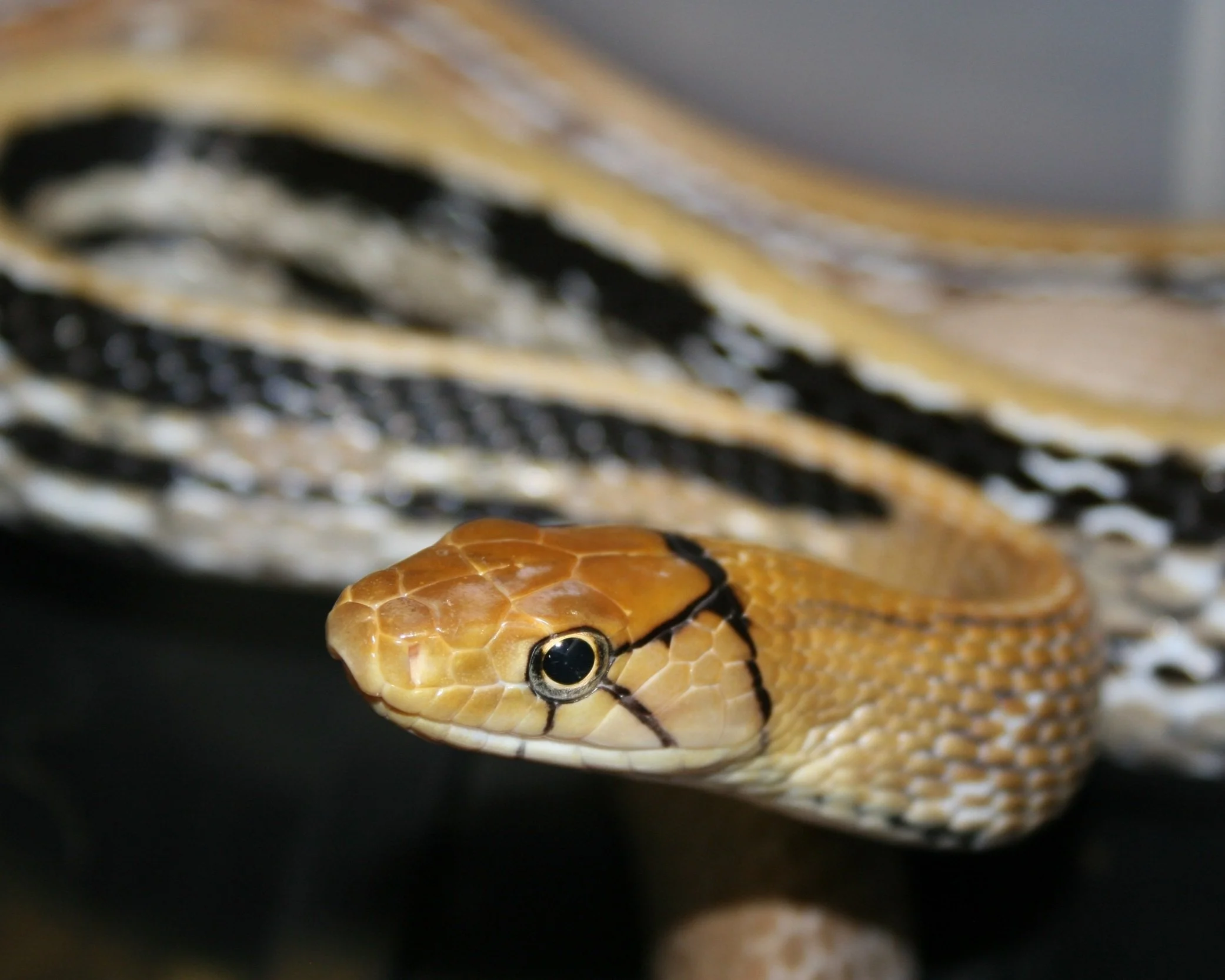 Radiated Ratsnake - Coelognathus Radiatus