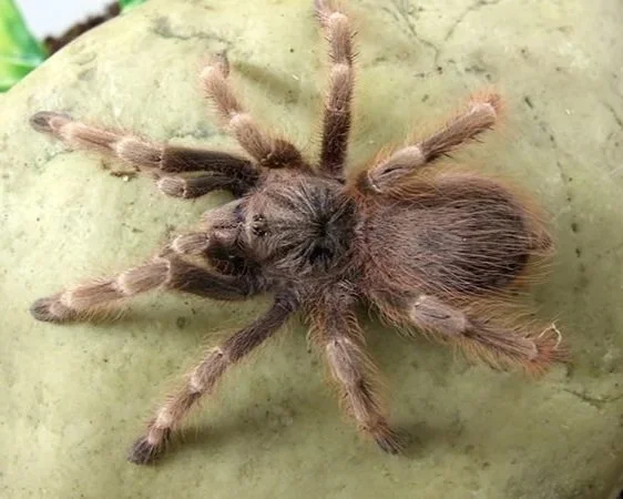 Brazilian-Blond-Nhandu-tripepii-Tarantula-Invertebrate