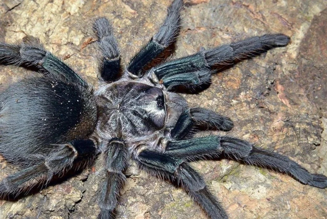 Green-Gold-Birdeater-Phormictopus-Tarantula-Invertebrate