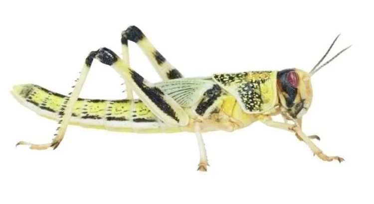 Close-up of a grasshopper with yellow and black markings, and red eyes.