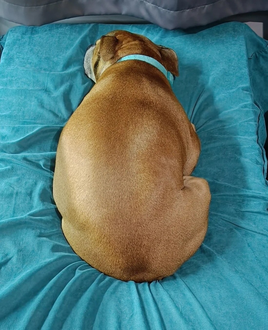 A brown dog with a blue collar sleeping on a blue blanket.