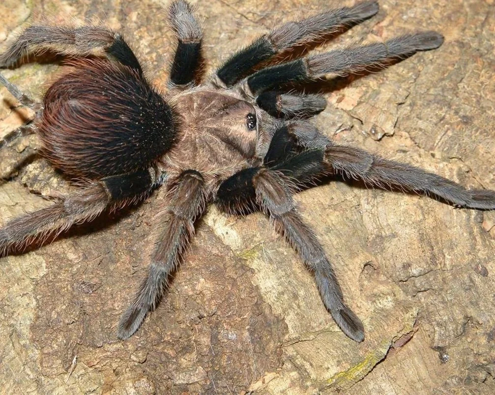 Green-Femur-Birdeater-Phormictopus-Tarantula-Invertebrate