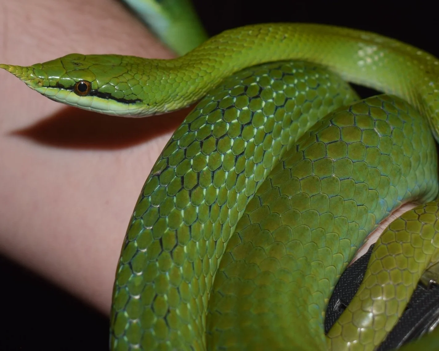 Rhino Ratsnake - Gonyosoma boulengeri