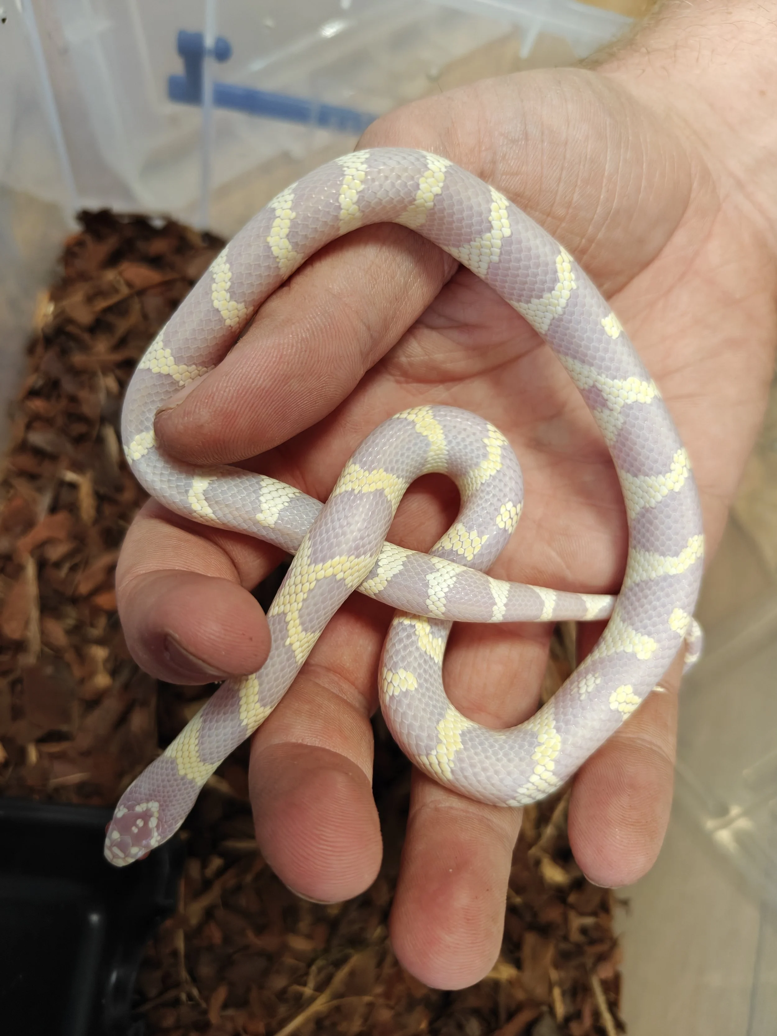 Albino California Kingsnake sitting on a hand