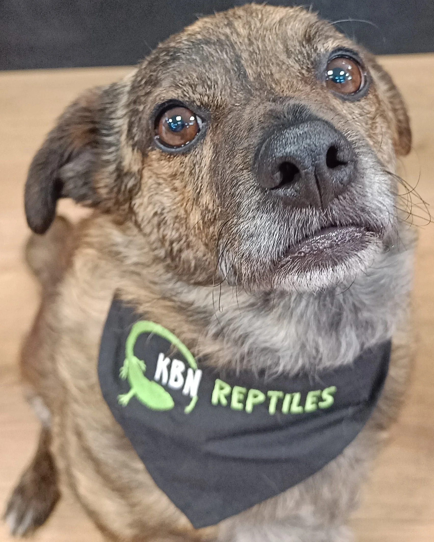 Close-up of a small dog with brown fur and darker markings, wearing a black T-shirt with green text that reads 'KBN REPTILES' and a green lizard graphic; the dog has expressive brown eyes and a black nose.