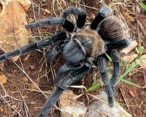 Close-up of a large, black tarantula spider with hairy legs on the ground with dirt, small rocks, and grass.