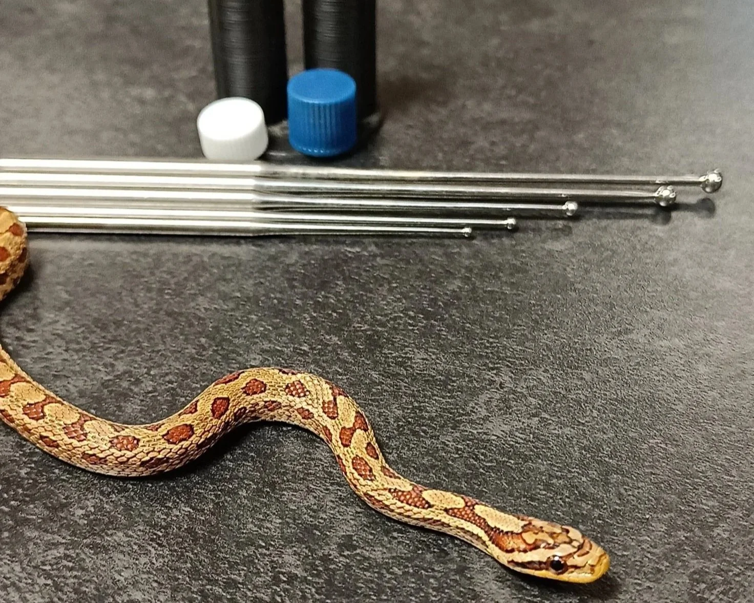 Rat snake being prepared for sexing using probes at KBN Reptiles in Coventry.