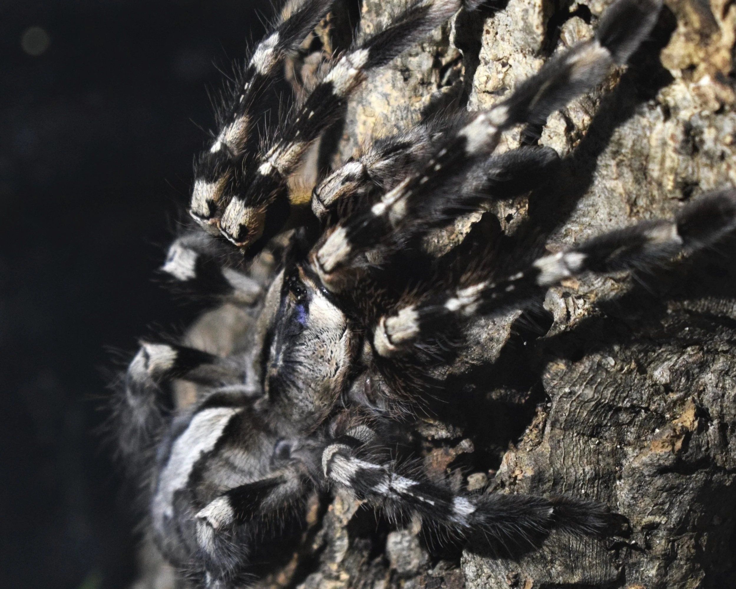 indian-ornamental-Poecilotheria-regalis-Tarantula-Invertebrate-Pokie