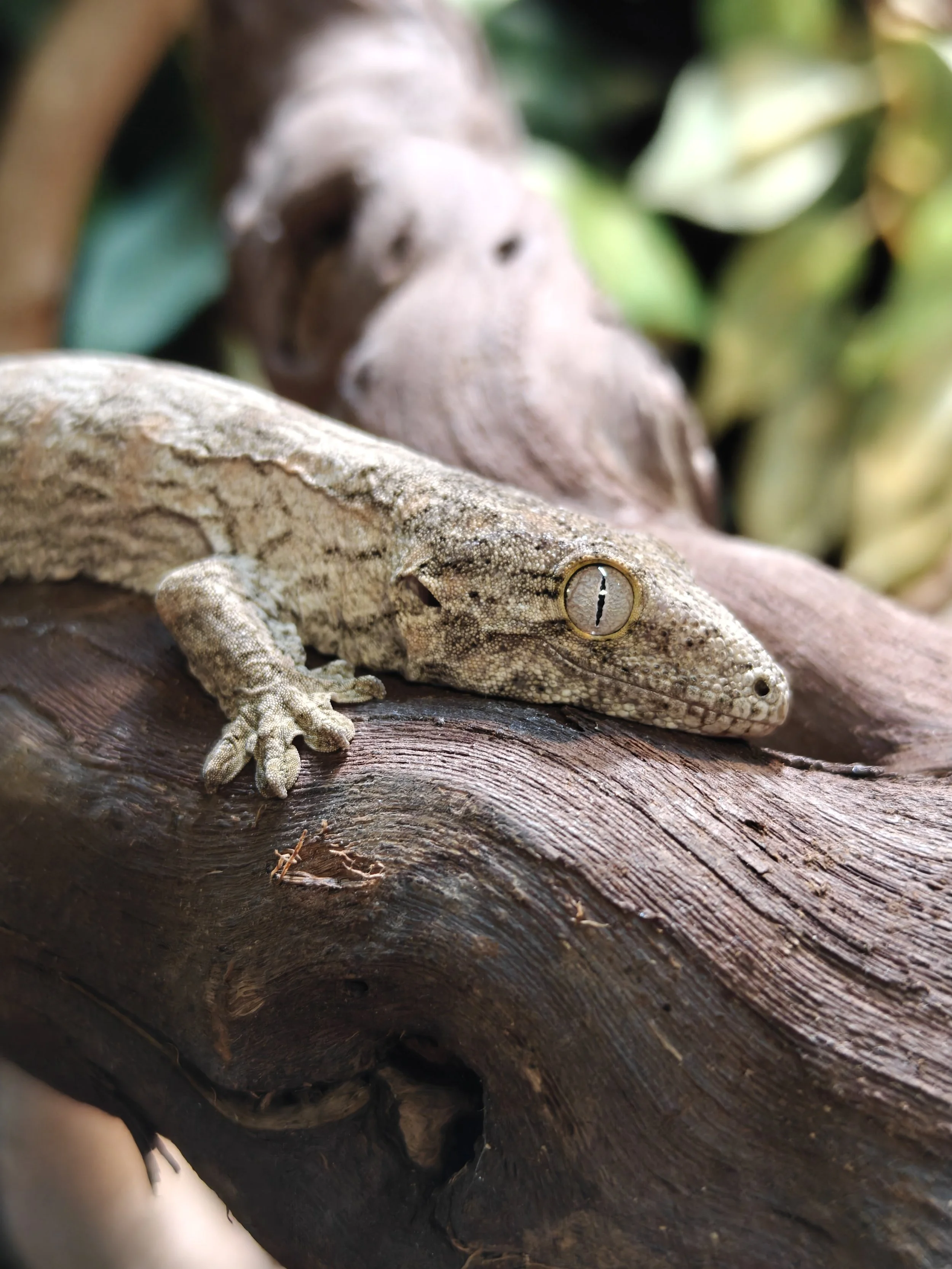 A camouflaged Leachianus gecko blending into the textured brown bark of a tree, with green foliage in the background.