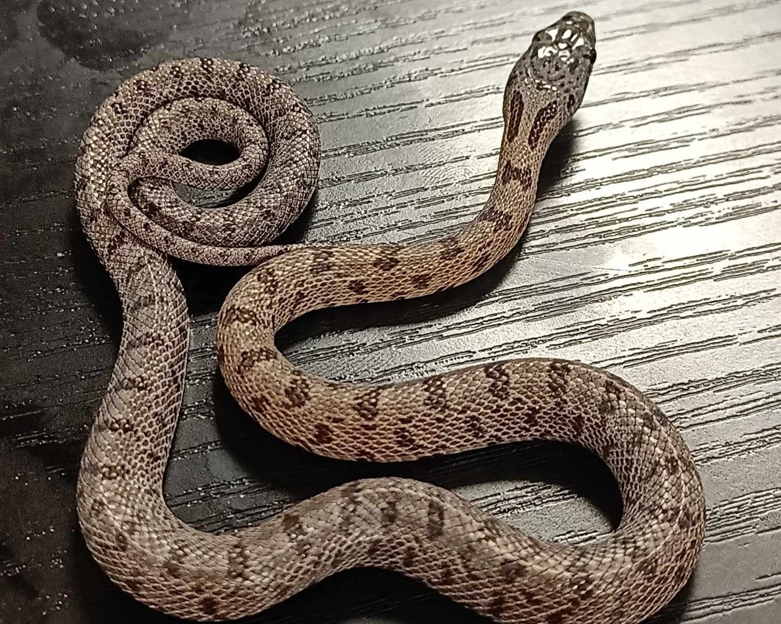 Bairds Ratsnake - Pantherophis bairdi