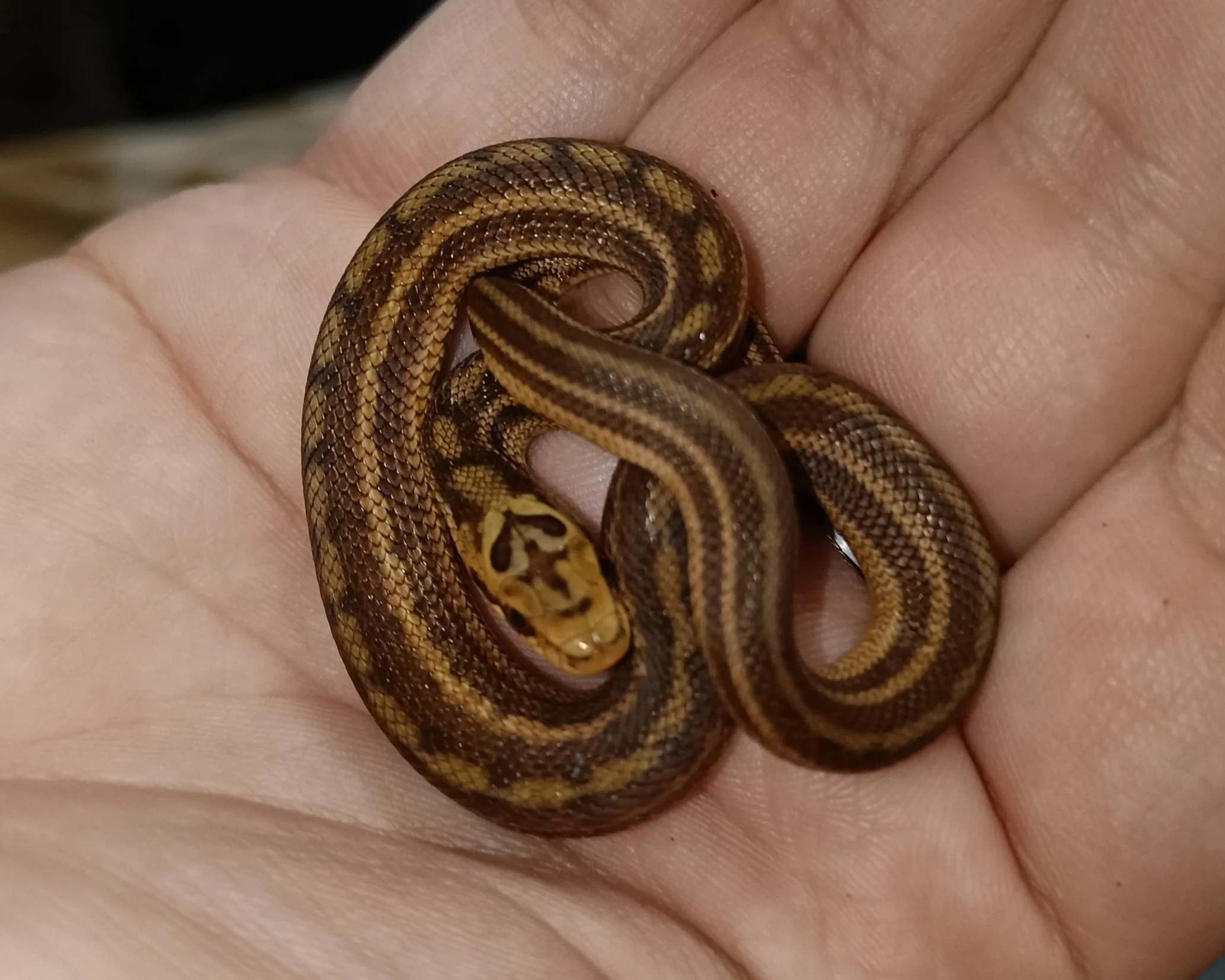 Diones Ratsnake - Elaphe dione