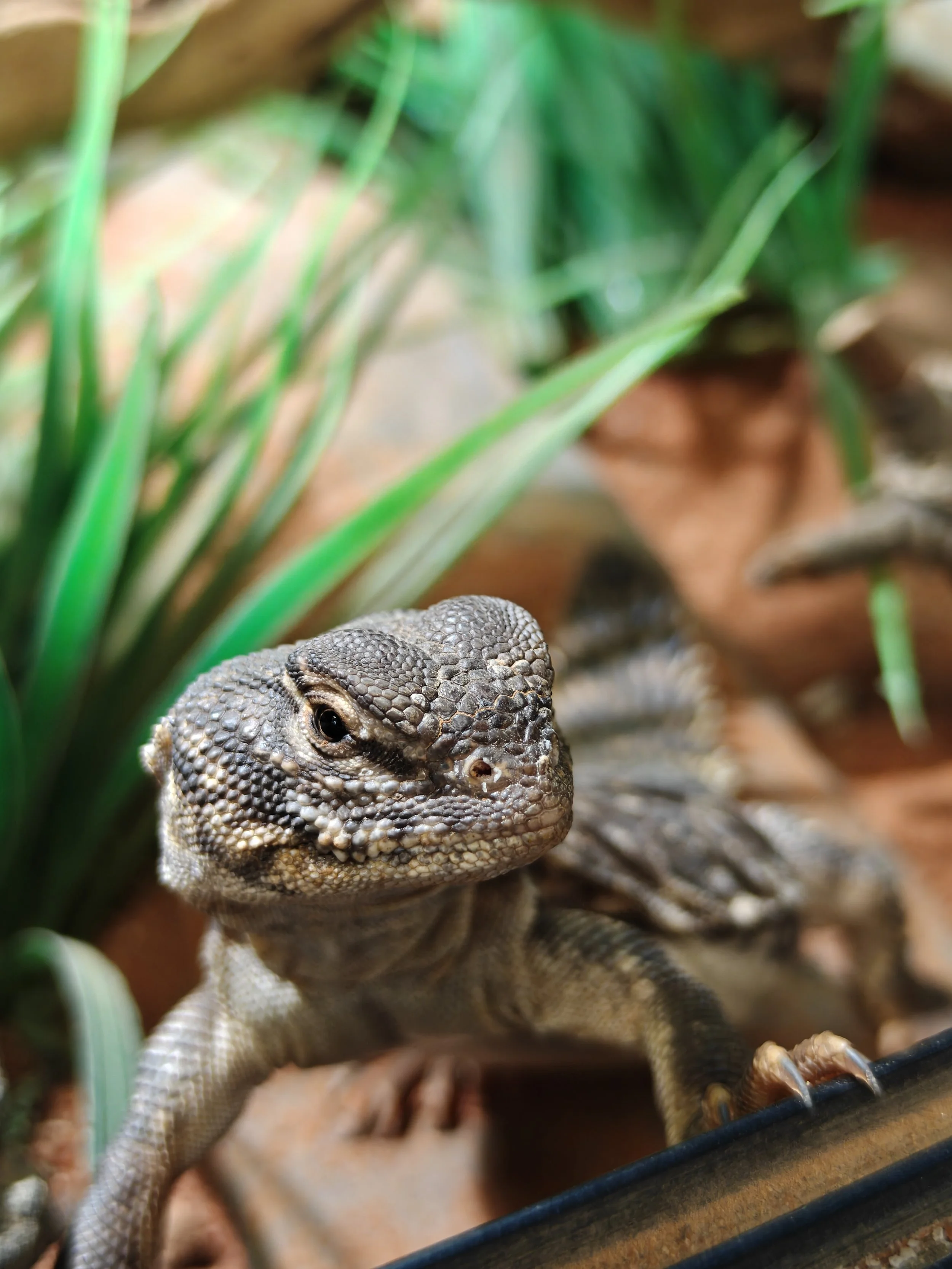 Sudan-Uromastyx-Dispar-Lizard