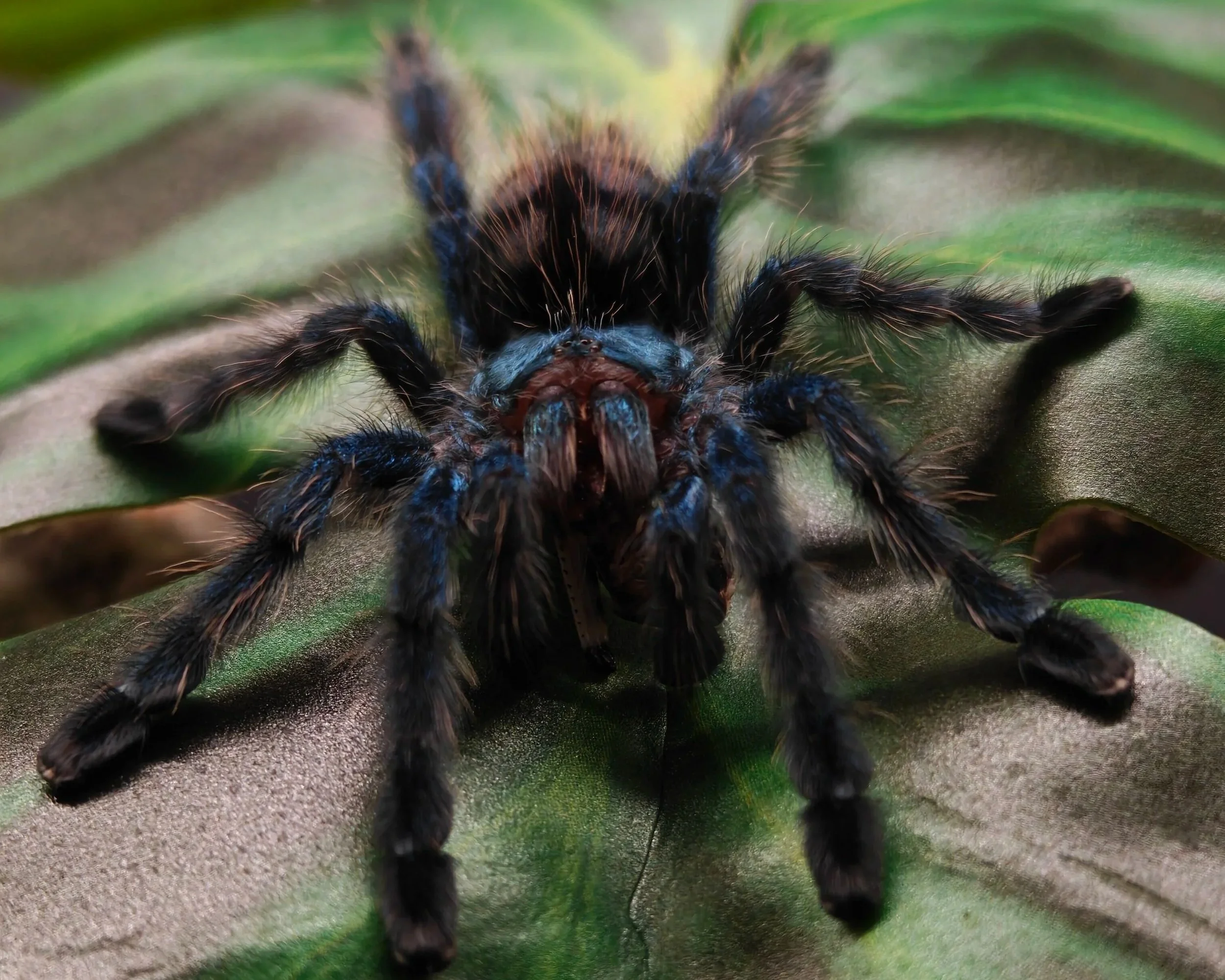 Martinique-pinktoe-caribena-versicolor-tarantula 1