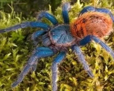 Green-Bottle-Blue-Tarantula-Chromatopelma-cyaneopubescens-Spider.jpg