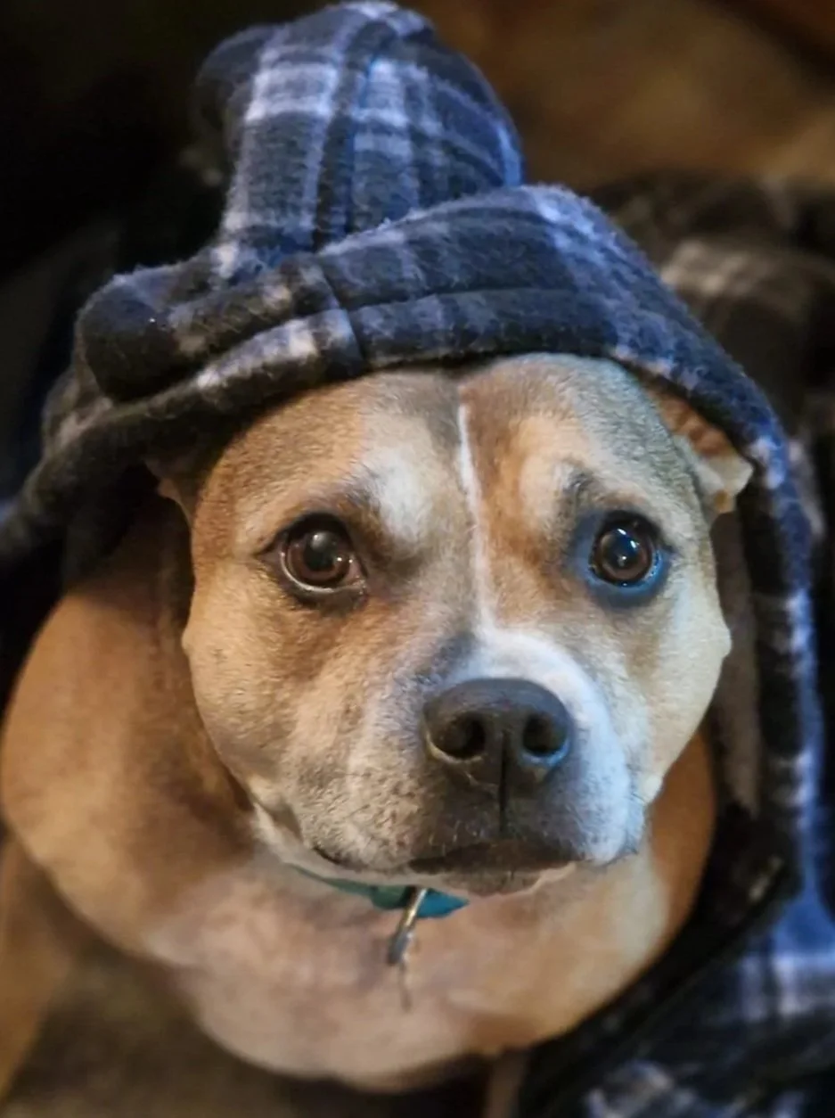 A dog with brown and white fur wearing a dark blue plaid hoodie, looking at the camera with a serious expression.