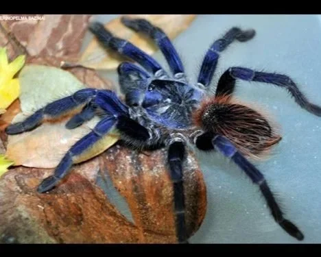 Brazilian-Blue
