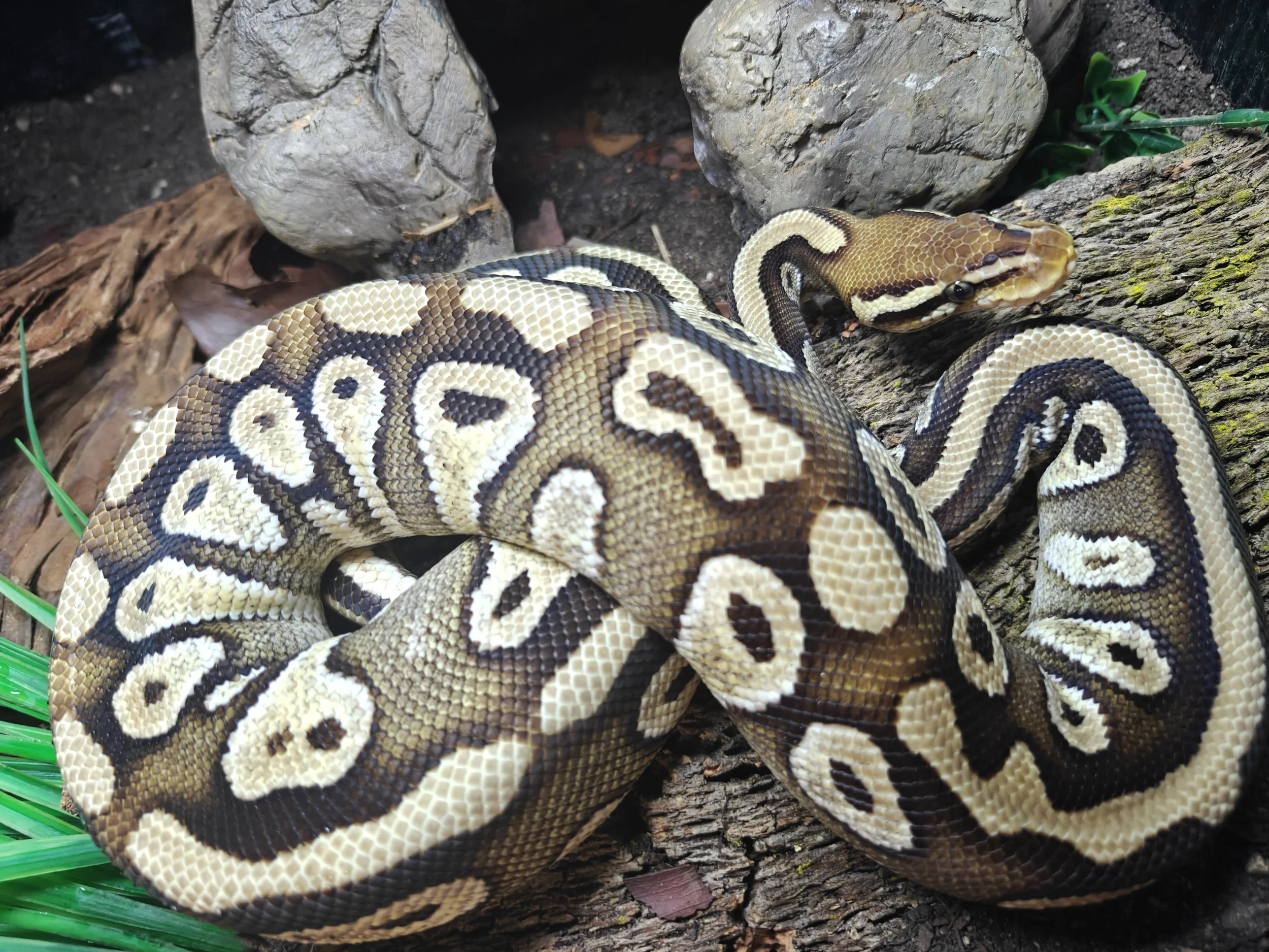 Mojave Royal Python on Bark