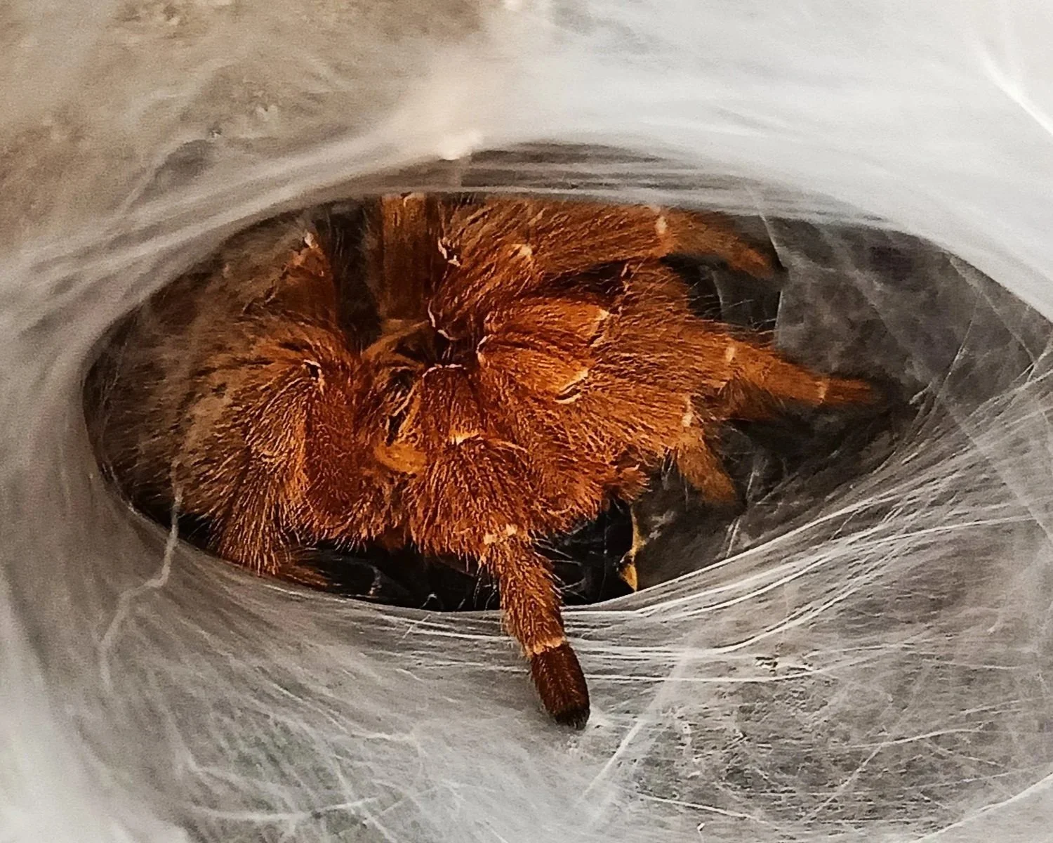 OBT-Orange-Baboon-Tarantula-Orange-Bitey-Thing-Pterinochilus-murinus-RCF-Red-Colour-Form-Tarantula-Invertebrate
