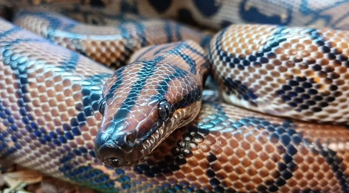 Brazilian-Rainbow-Boa-Snake-Epicrates-cenchria-Coventry
