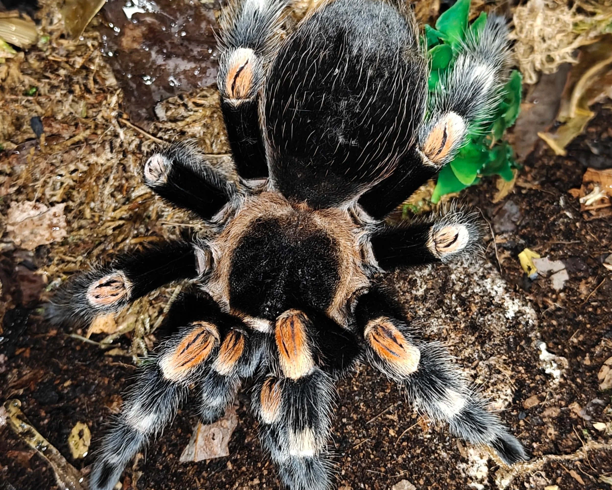Mexican-red-knee-Brachypelma-hamorii-tarantula-Invertebrate