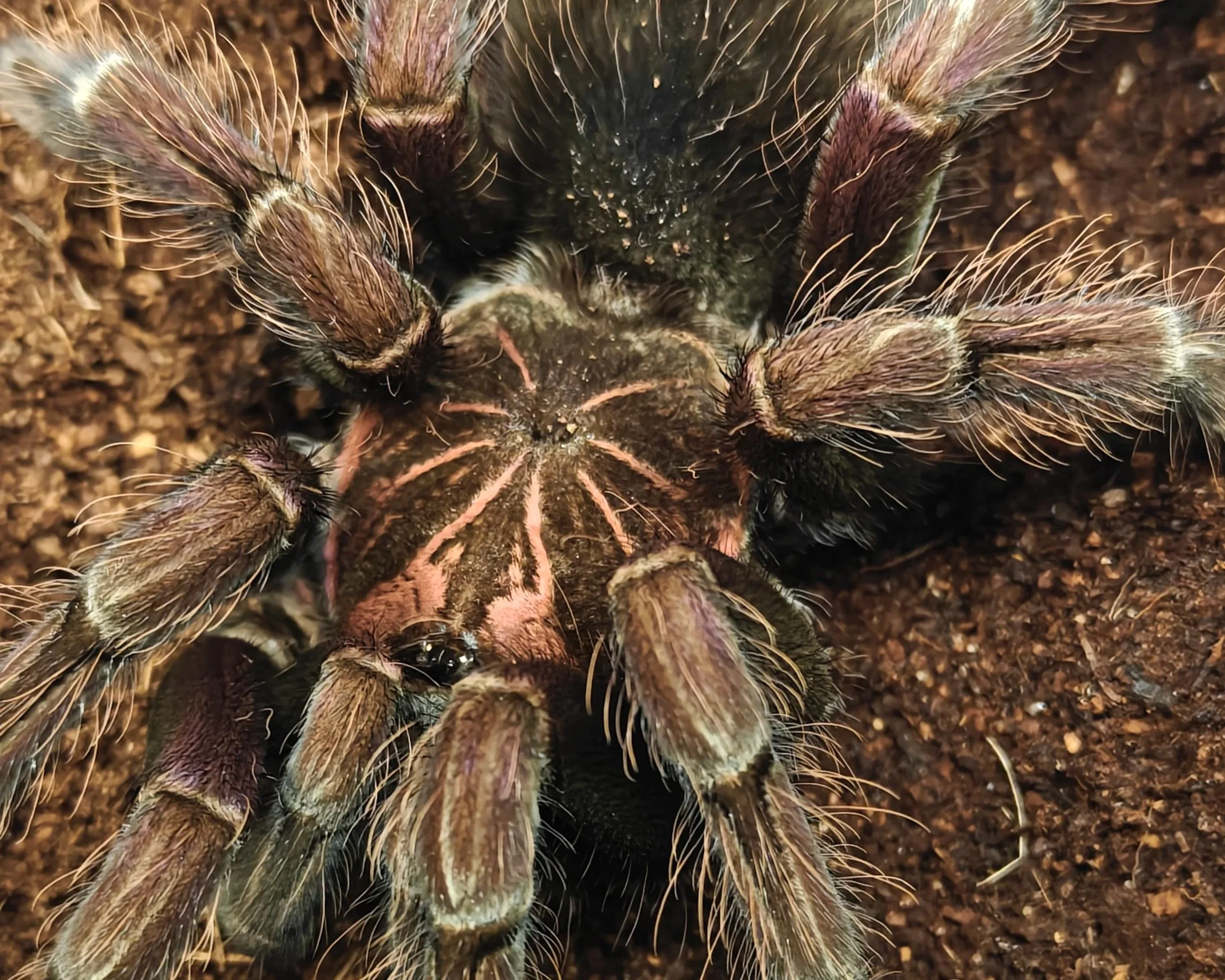 Brazilian-Pink-Bloom-pamphobeteus-platyomma-Tarantula-Invertebrate