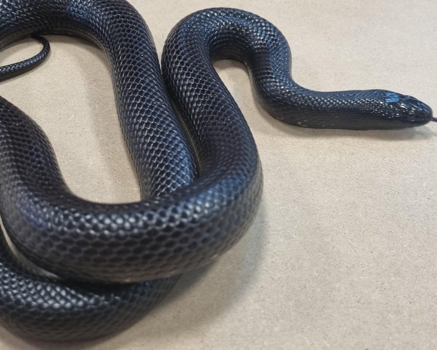 Mexican Black Kingsnake - Lampropeltis getula nigrita