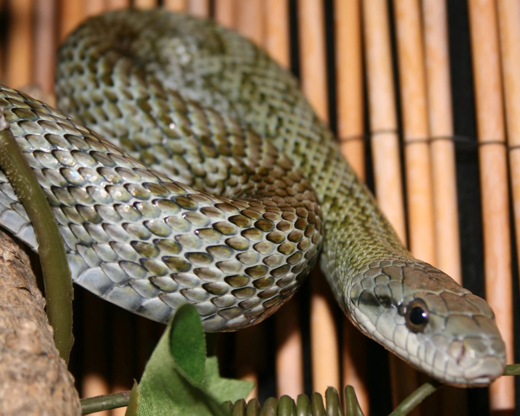 Japanese Ratsnake sitting on a branch