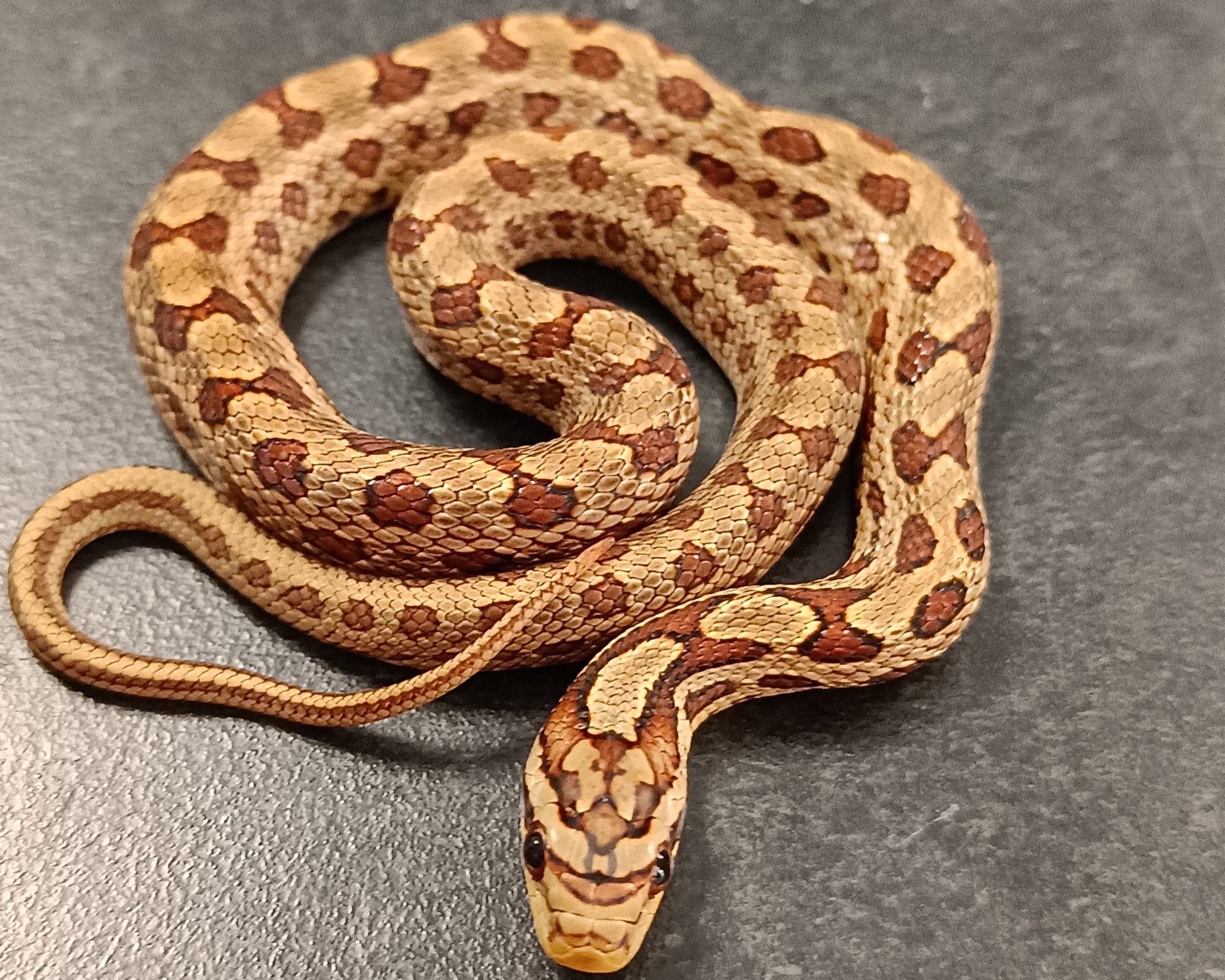 Twin Spot Ratsnake - Elaphe bimaculata