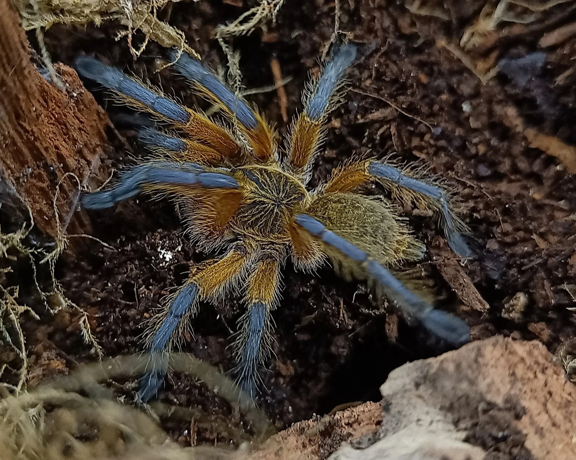 Golden-blue-leg-baboon-Harpactira-pulchripes-Tarantula