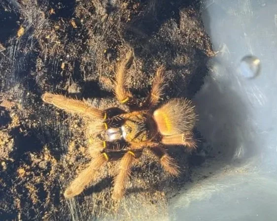 Close-up of a tarantula spider on dirt with part of a shiny object in the background.