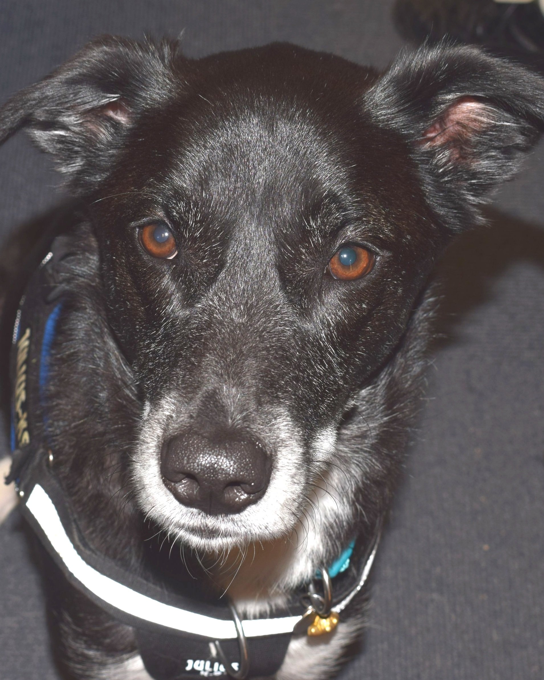Close-up of a black and white dog's face, showing brown eyes, a shiny nose, and ears, with a dark background.