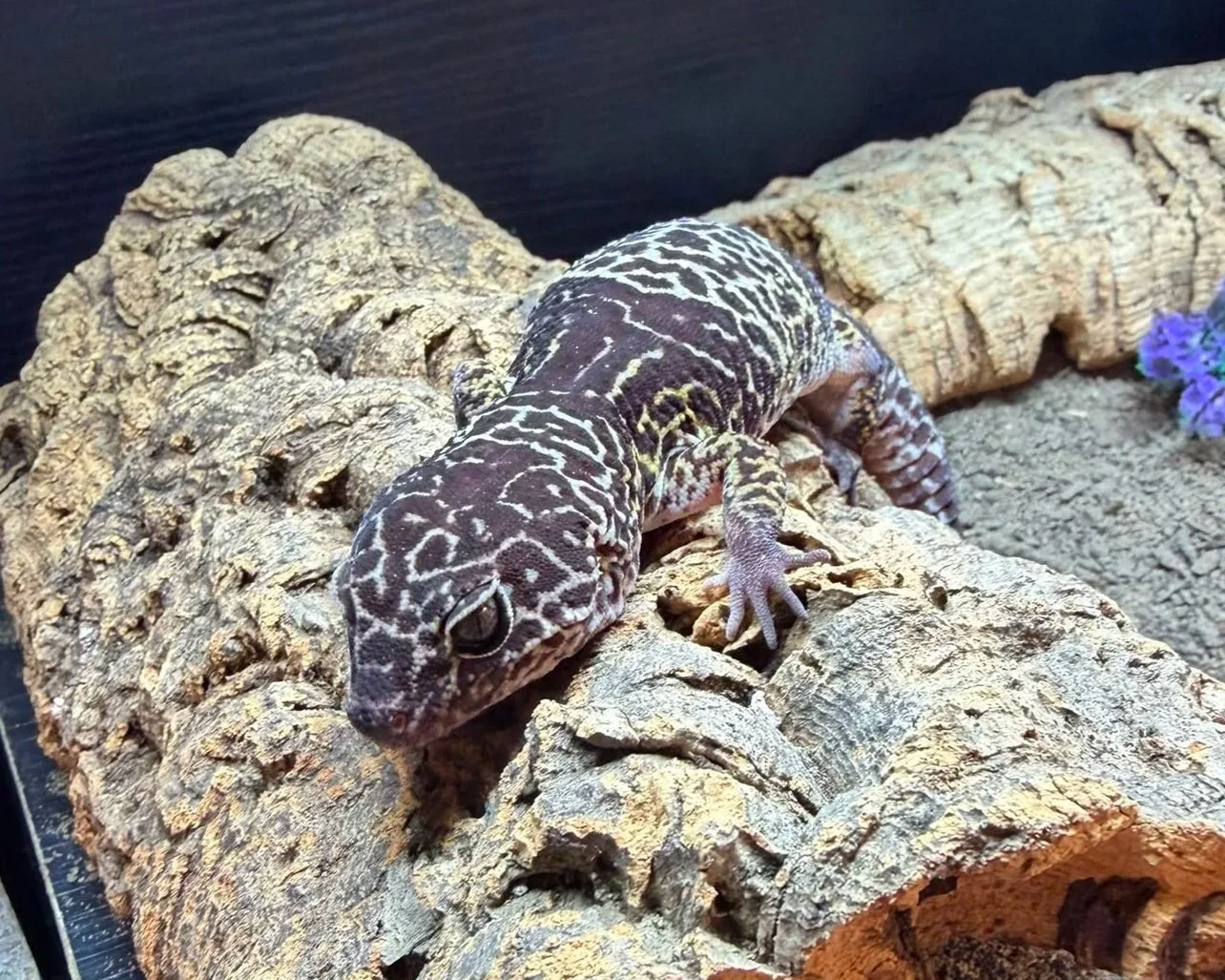 West-Indian-Leopard-Gecko-Lizard-Eublepharis-Fuscus