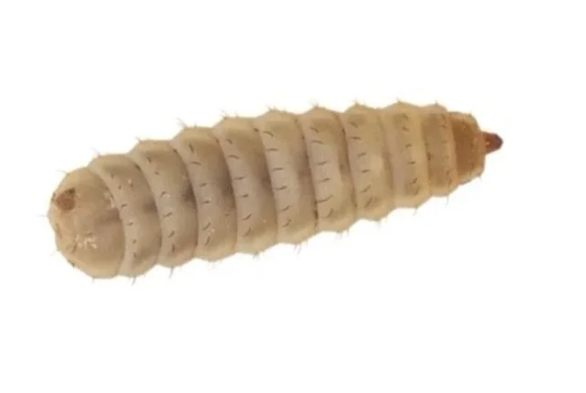 Close-up of a Calciworm livefood with a segmented body and a reddish-brown head.