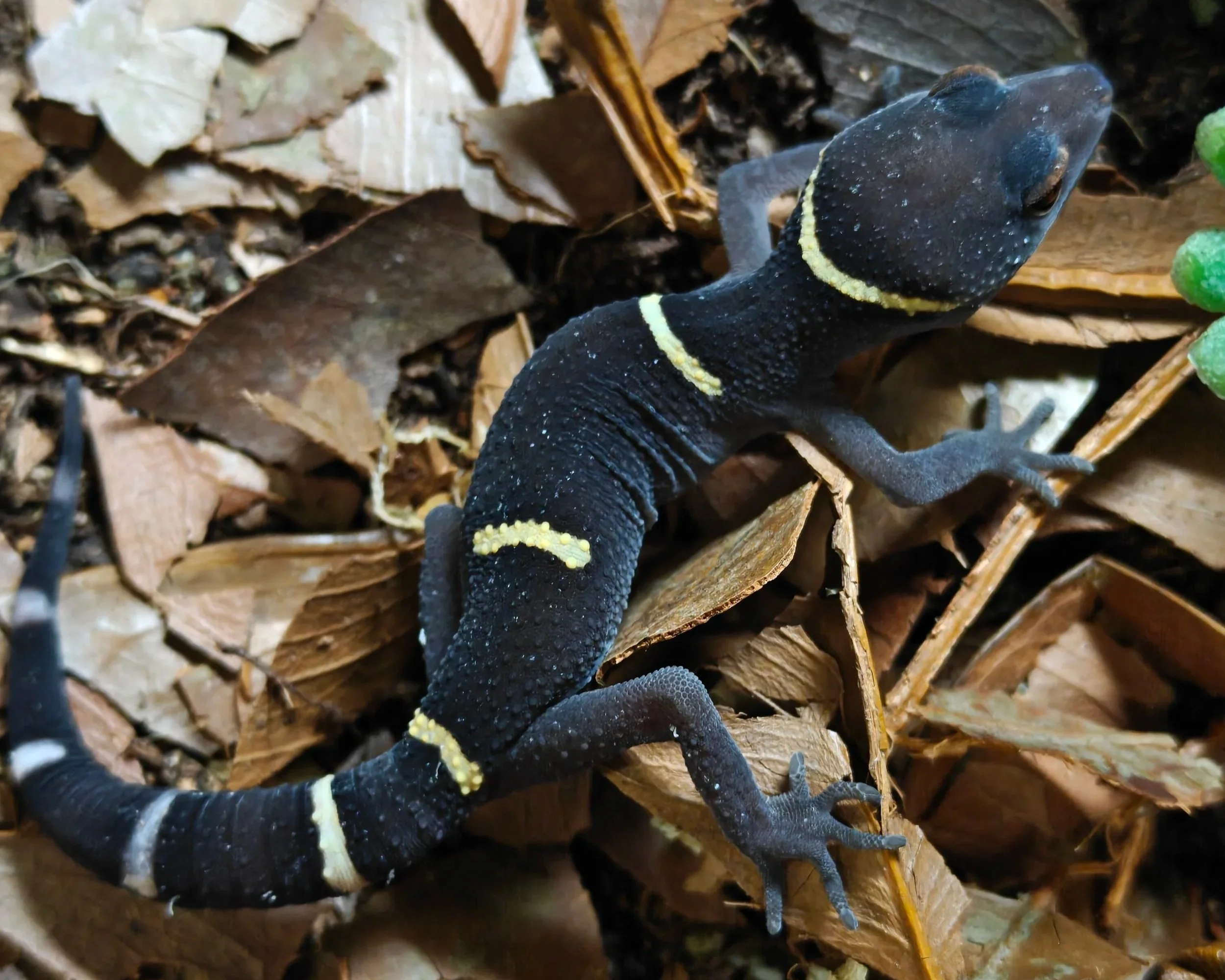 A black Chinese Cave Gedcko with yellow markings on its body, crawling among fallen leaves and dirt.