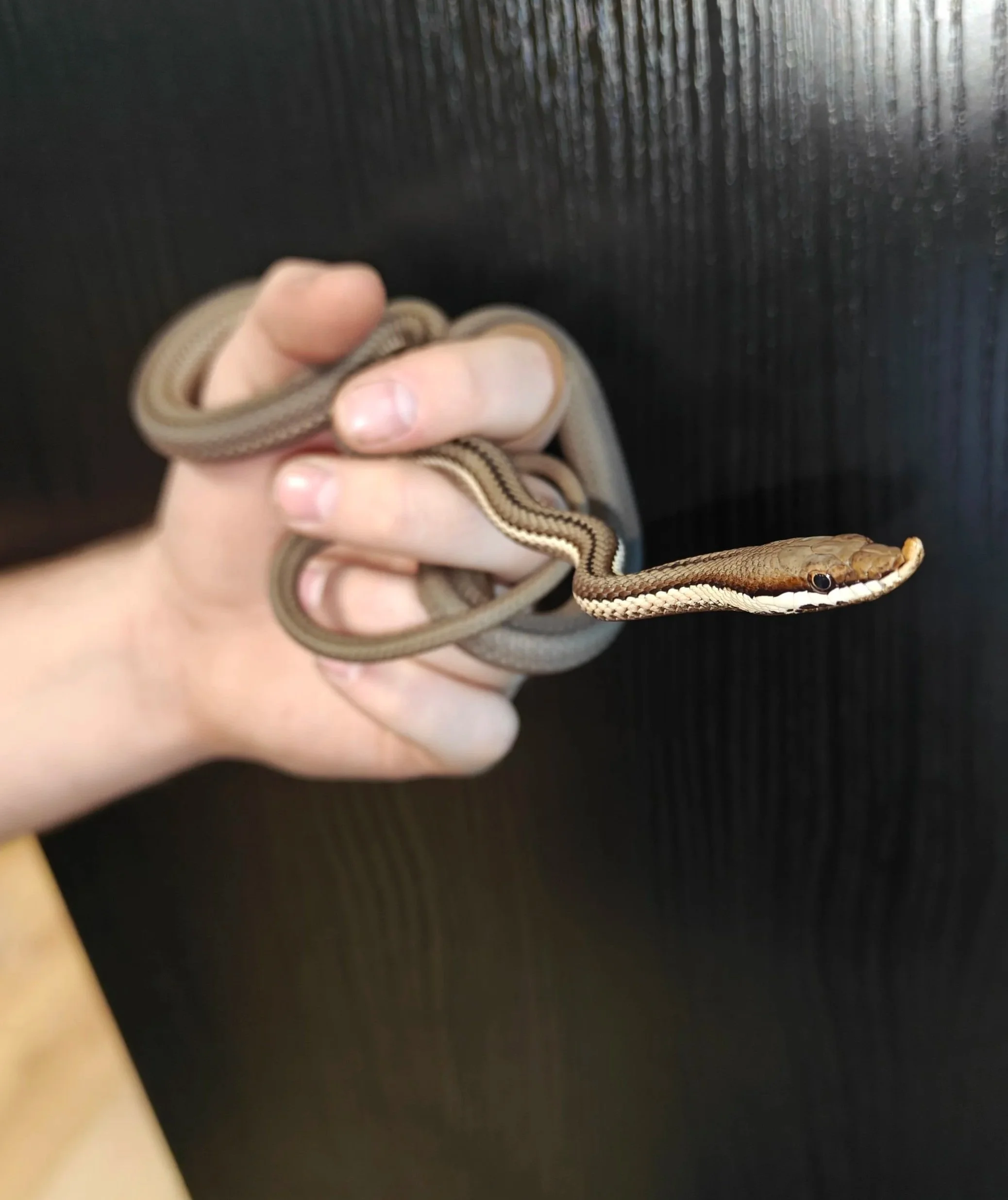 Brown Barons Racer snake on a hand