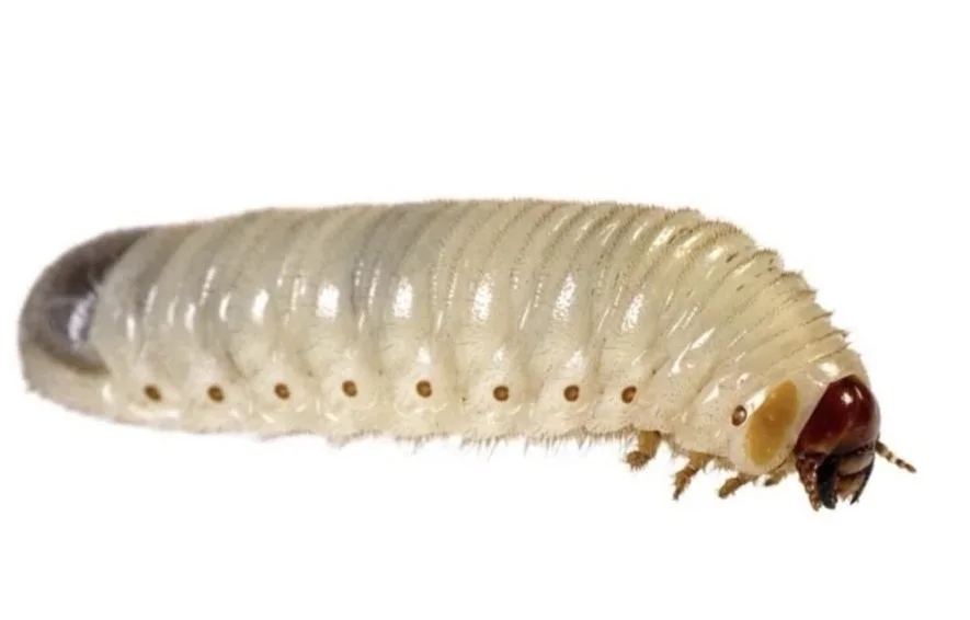 Close-up of a Pachnoda Grub livefood with a reddish-brown head, segmented body, and tiny legs.