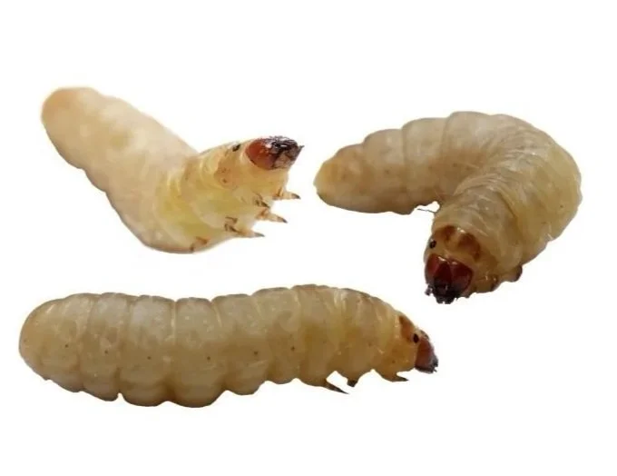 Three waxworm livefood with reddish heads on a white background.