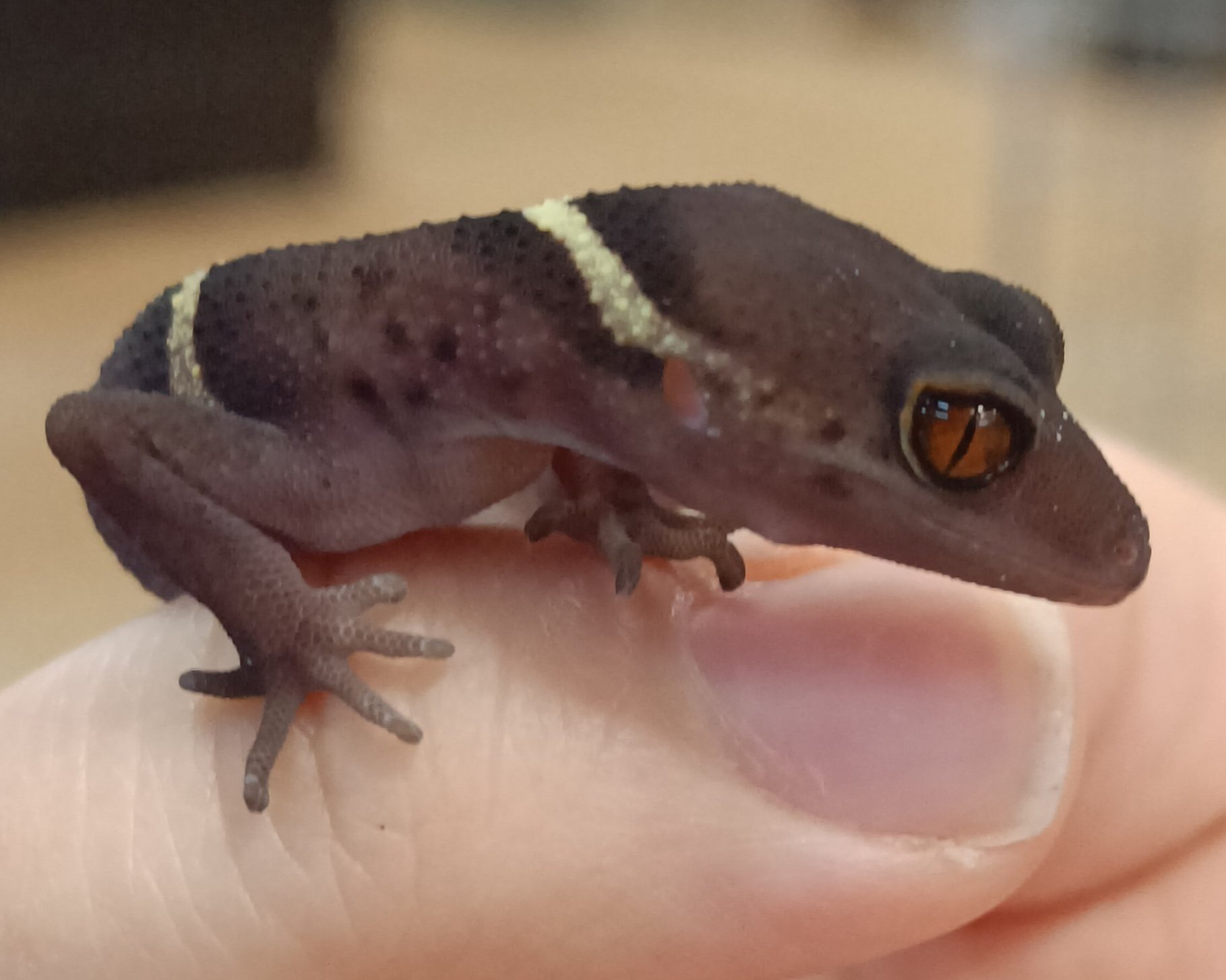 Chinese-Cave-Gecko-Lizard-Goniurosaurus-hainanensis