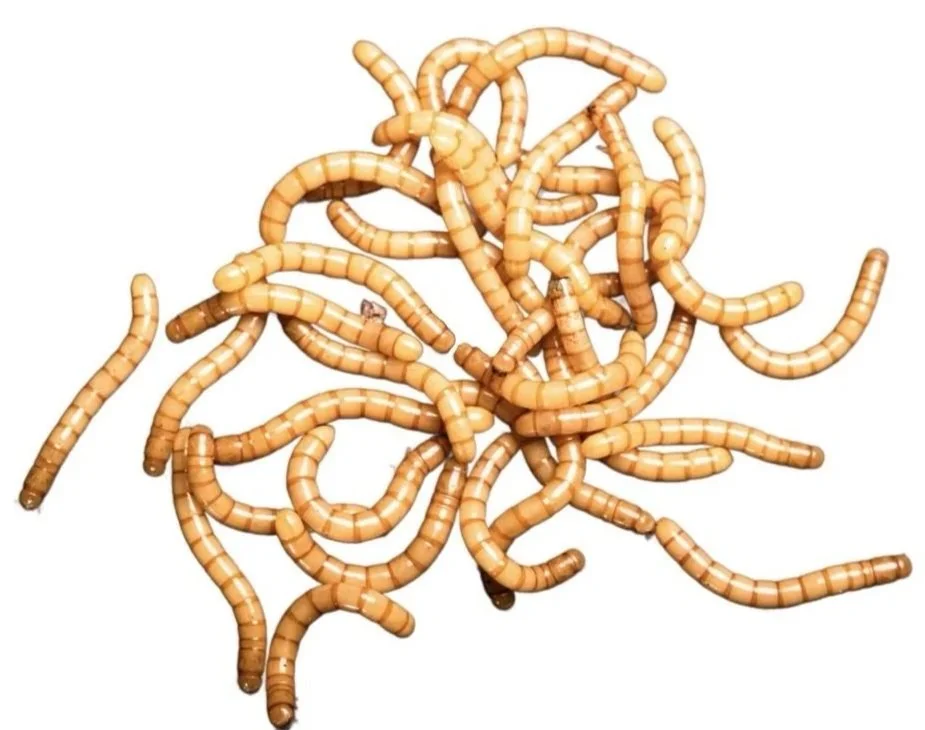 A pile of mealworm livefood on a white background.