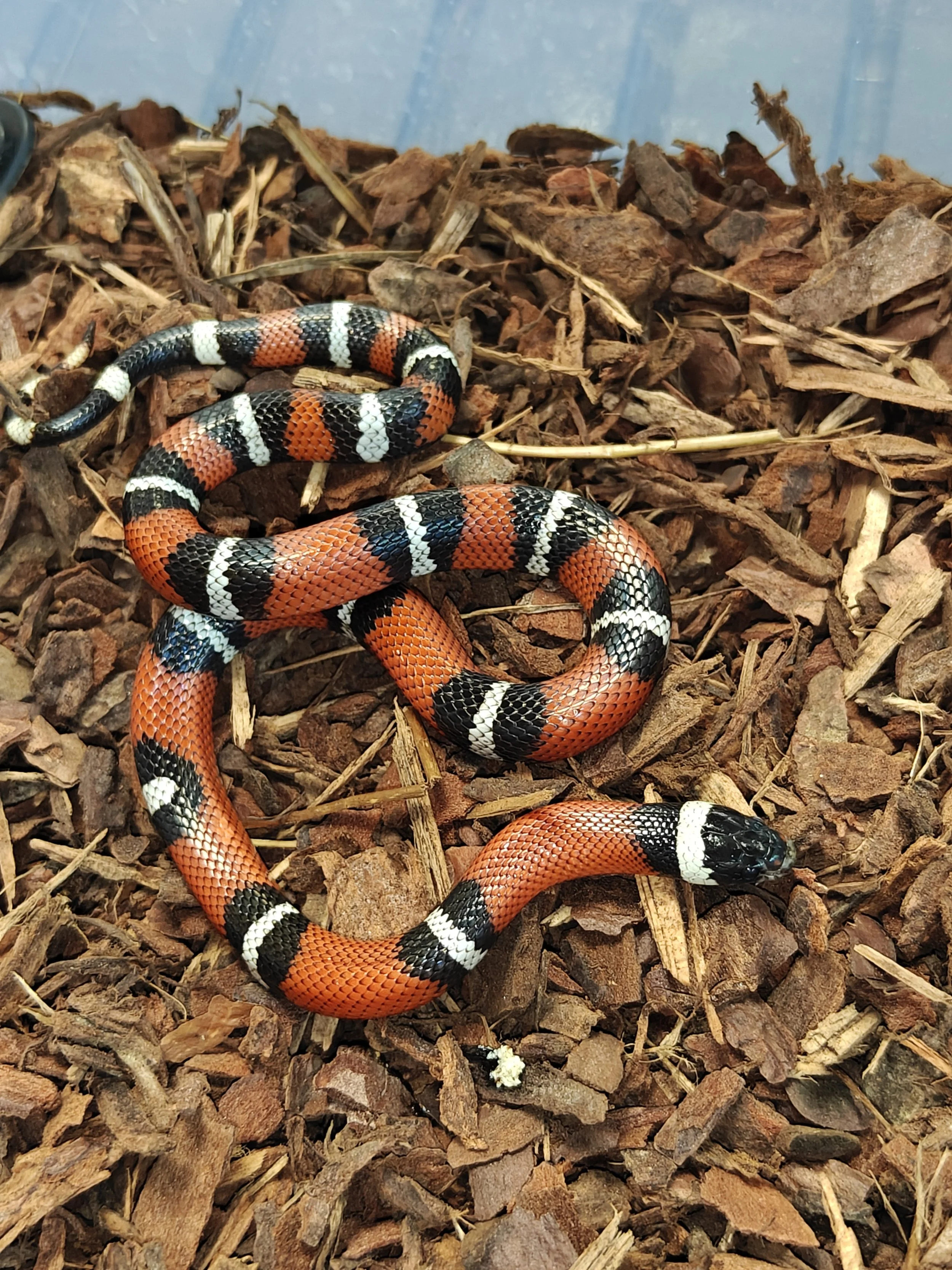 Sinaloan Milk Snake on Bark