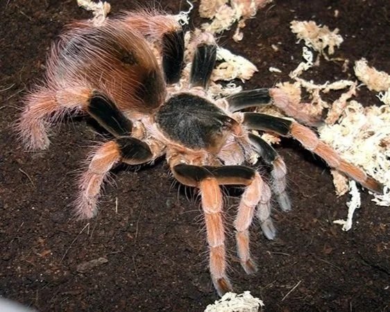 Colombian-Giant-Red-leg-Tarantula-Megaphobema-robustum
