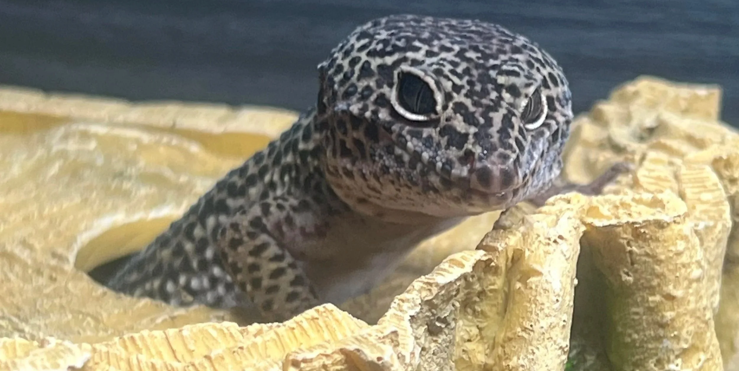Close-up of a gecko with black and white patterned skin on a yellowish rock