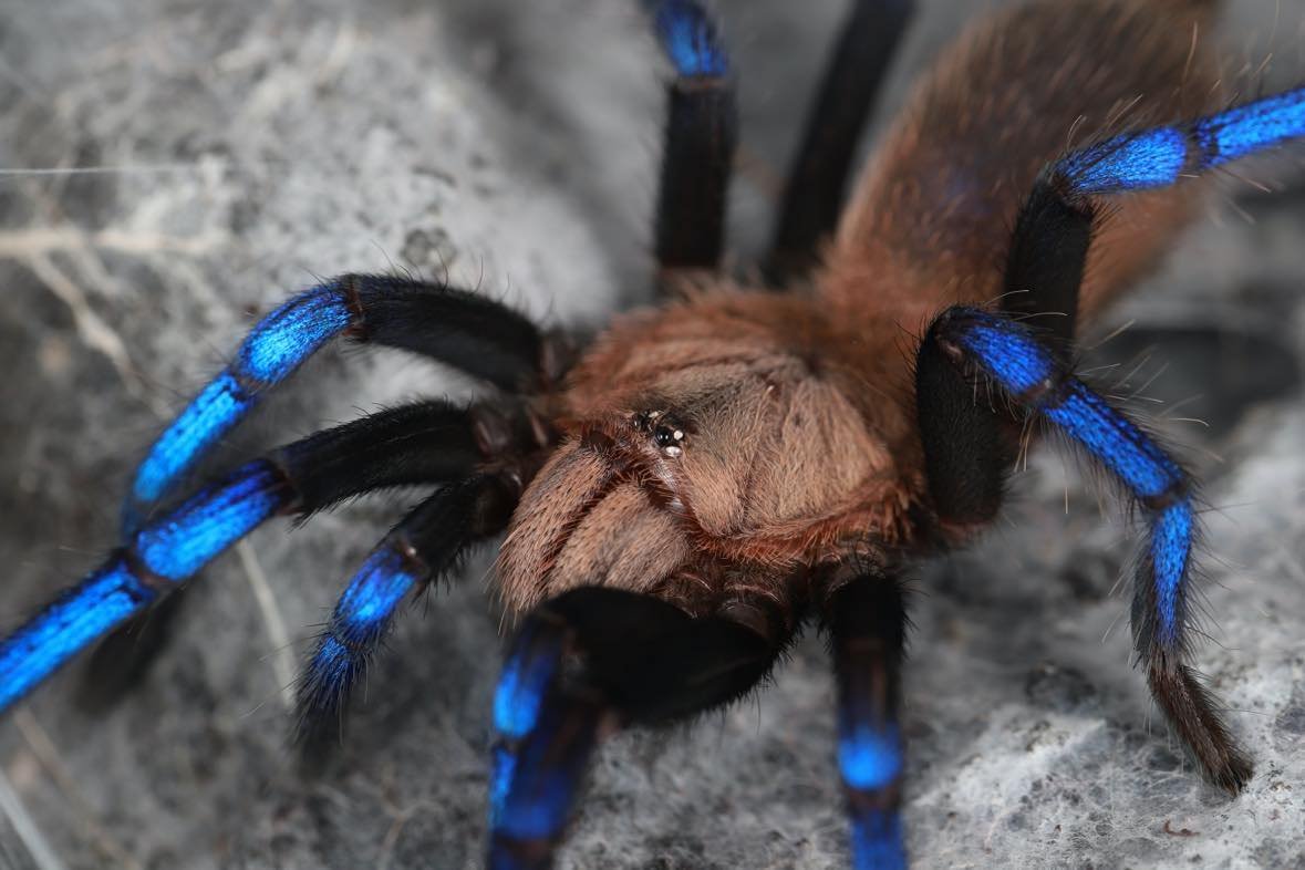 Neon-Blue-Leg-Birupes-simoroxigorum-Tarantula-Invertebrate
