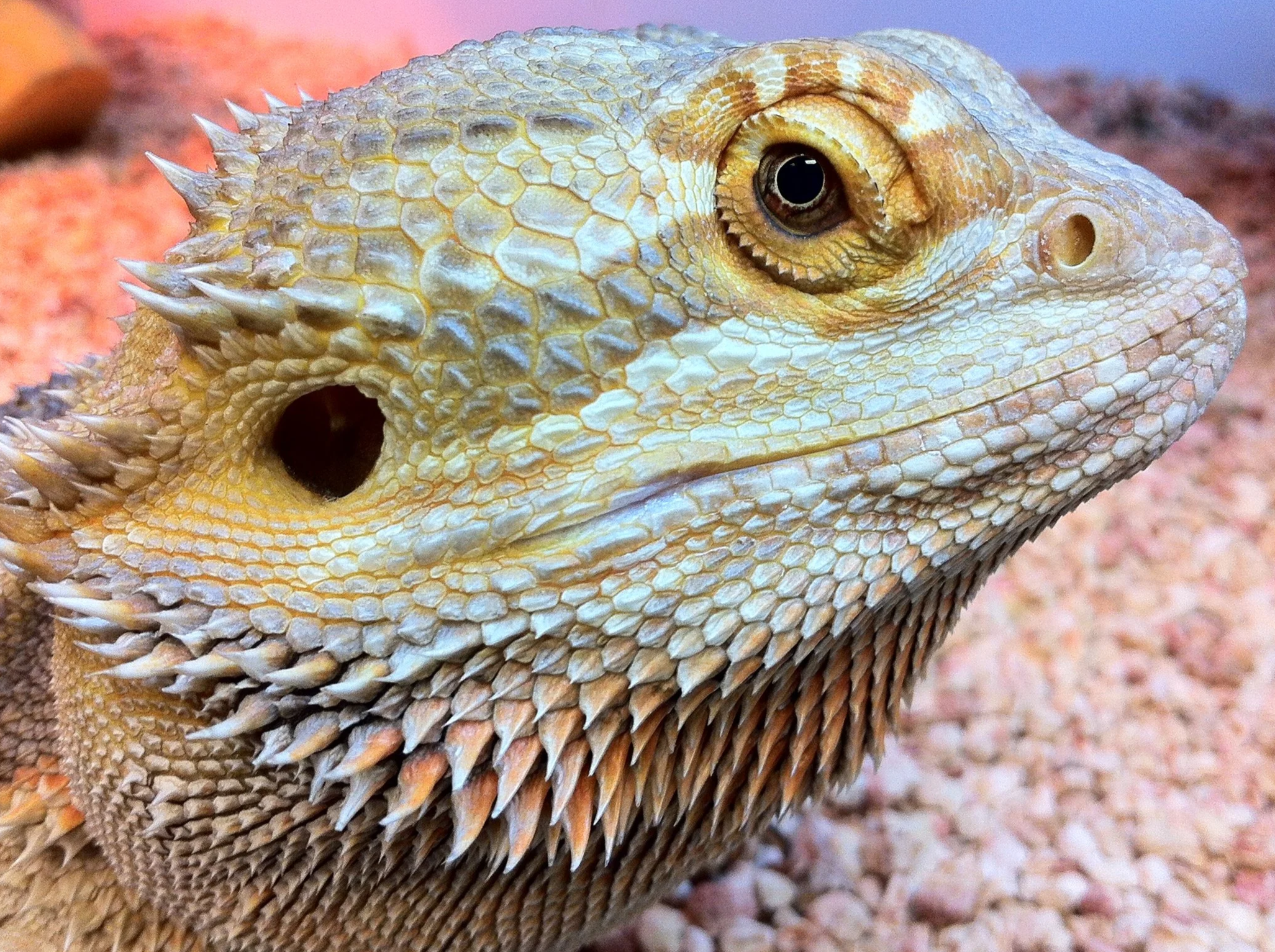 Close-up of a bearded dragon's face showing detailed scales, eye, and spiky beard.