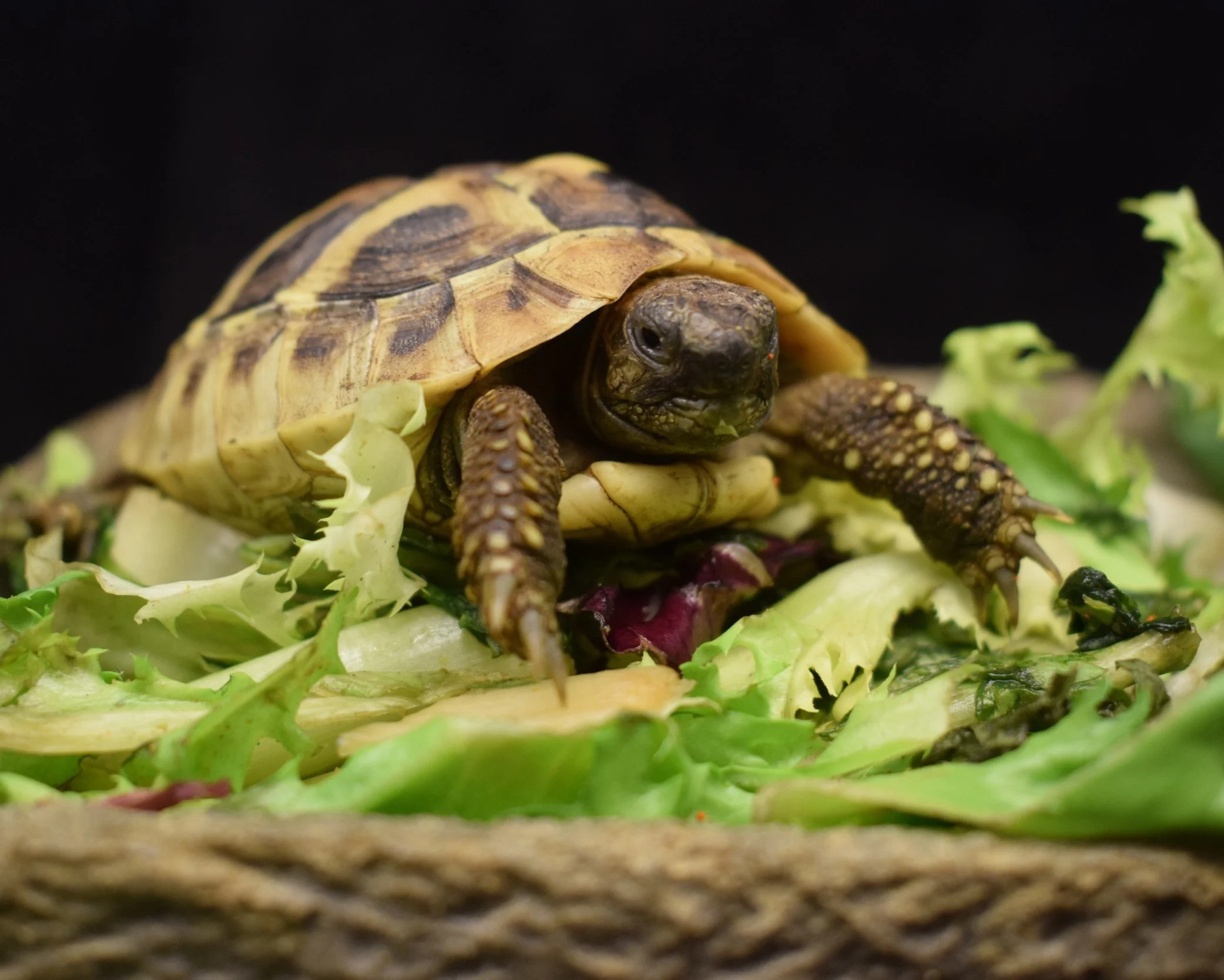 Tortoise-Testudo-Hermanni-Turtle