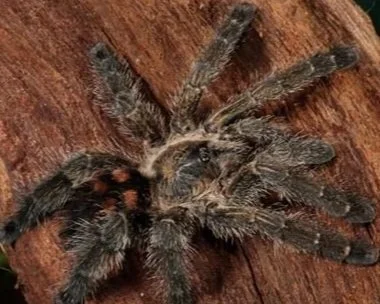 Metallic-silver-pink-toe-Avicularia-columbia-Tarantula-Invert