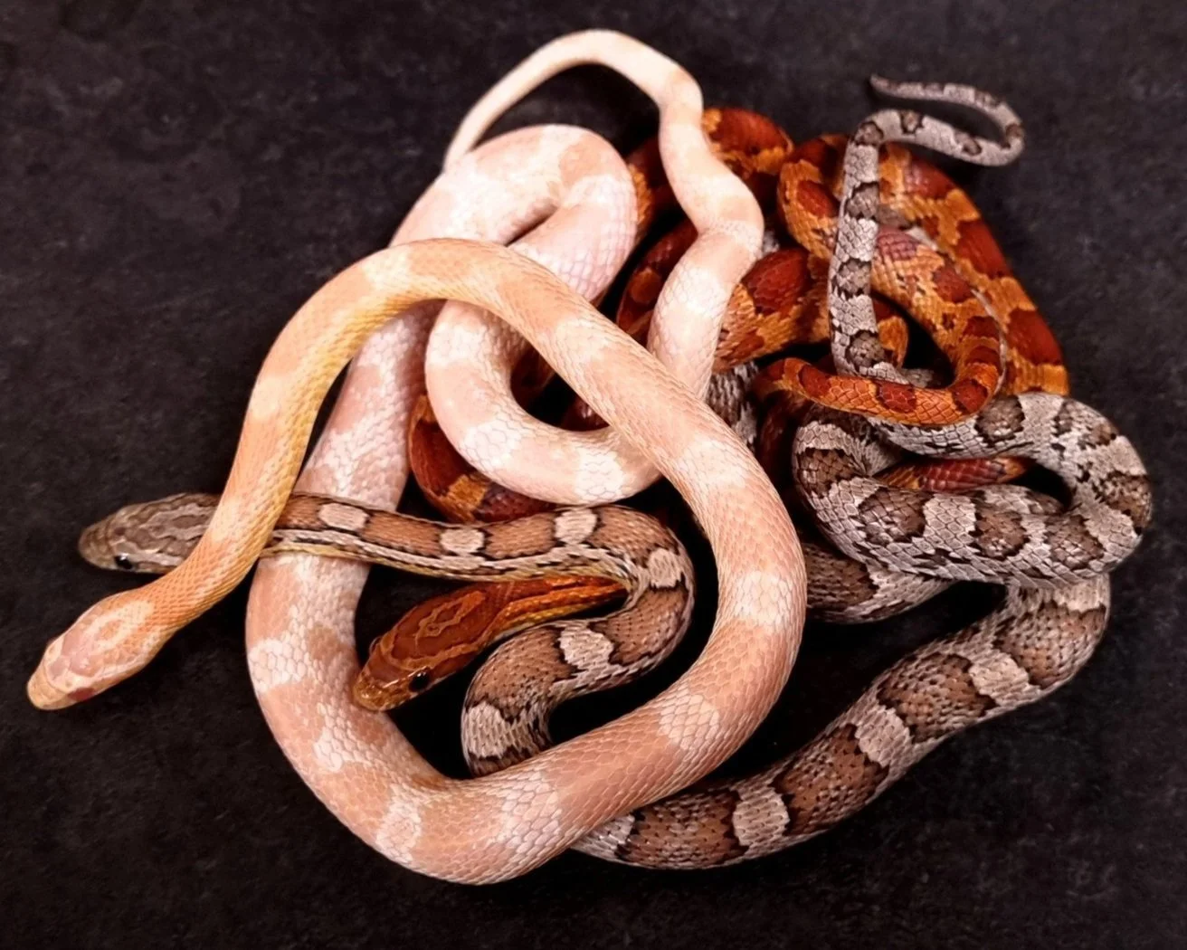 Corn Snake - Pantherophis guttatus